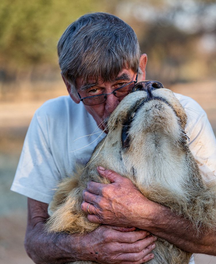 非洲老人養(yǎng)獅子當寵物 牽尾巴陪其散步