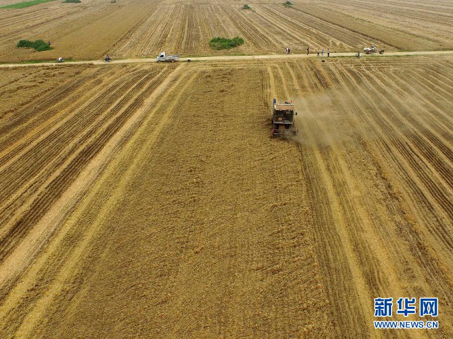 這是5月28日在河南省南陽市唐河縣甘河灣村航拍的麥?zhǔn)宅F(xiàn)場。