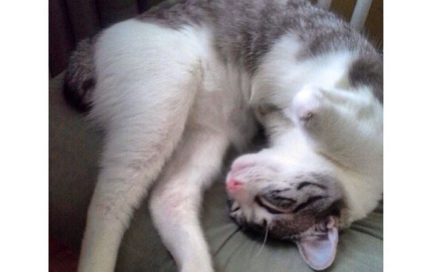 美國(guó)殘疾“貓堅(jiān)強(qiáng)”頑強(qiáng)生活