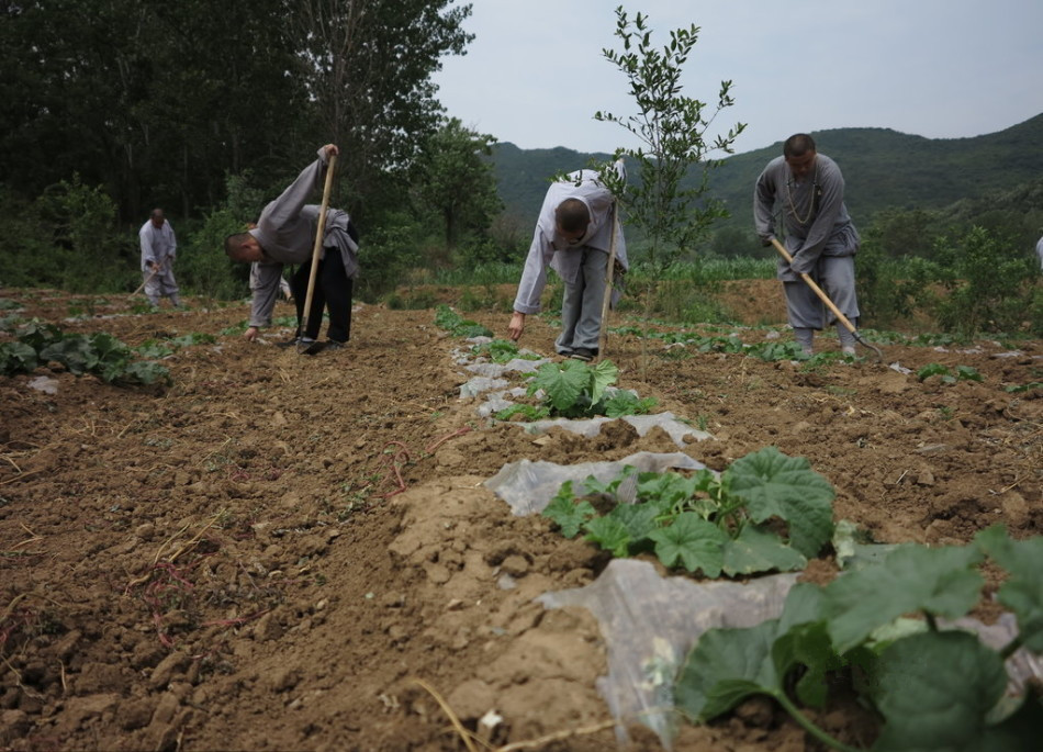 少林寺耕種的120多畝小麥?zhǔn)炝耍渖畟冏哌M(jìn)田間，收獲黃燦燦的果實(shí)。