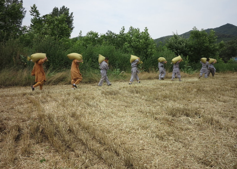 武僧在田間肩扛糧食。