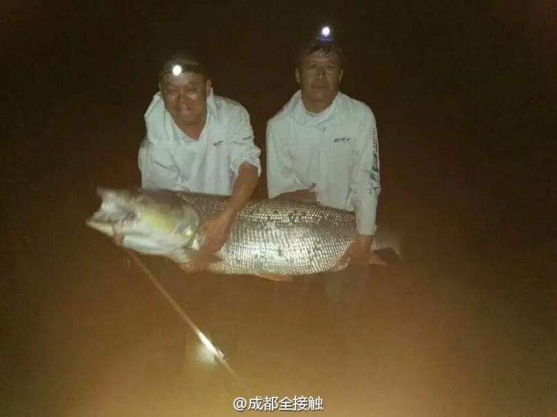 　圖為大魚需要兩個(gè)人抱起。