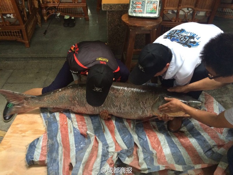 圖為父子倆翻動(dòng)大魚。