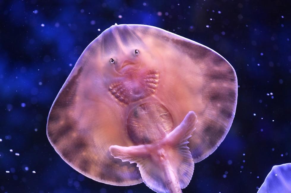 它頭上長得像眼睛的東西其實(shí)是它腹部的腮。