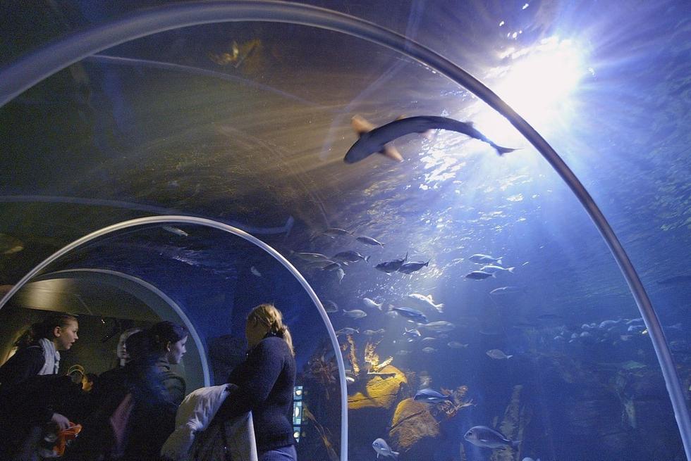 游人們穿梭在海底隧道。