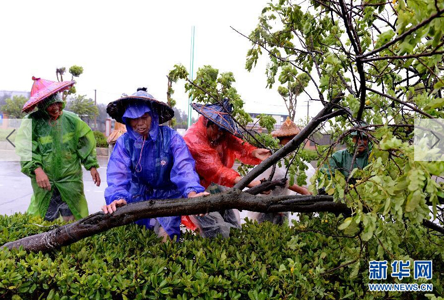  8月8日，工人在福建省石獅市公路邊清理被大風(fēng)吹倒的樹(shù)木。