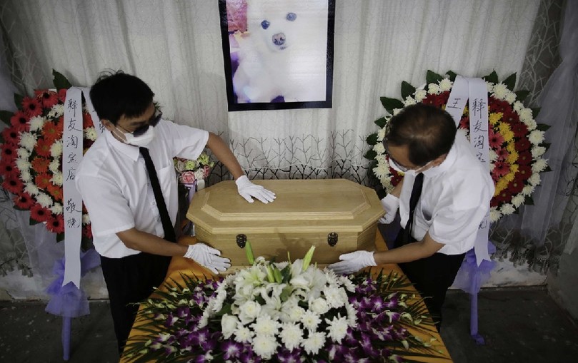 工作人員將寵物狗的靈柩放在靈堂上。