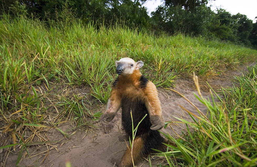 這頭食蟻獸站起來(lái)是想在車前顯得自己更高大一點(diǎn)。（網(wǎng)頁(yè)截圖）