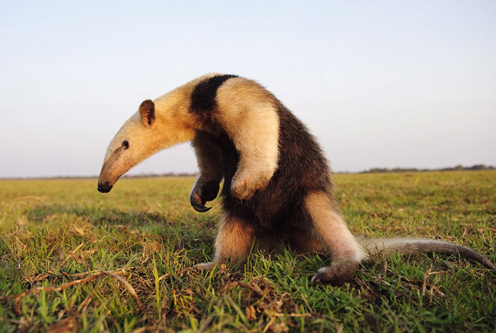 勇敢的食蟻獸。（網(wǎng)頁(yè)截圖）
