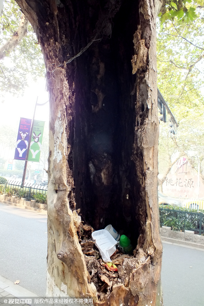 南京千株梧桐樹(shù)淪為“垃圾箱”