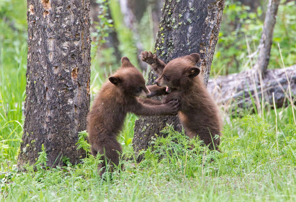 兩只萌噠噠的小熊在一顆大樹下玩躲貓貓，一會(huì)突然跳出來(lái)嚇唬對(duì)方，一會(huì)對(duì)著彼此做鬼臉，逗趣模樣讓人忍不住捧腹大笑。