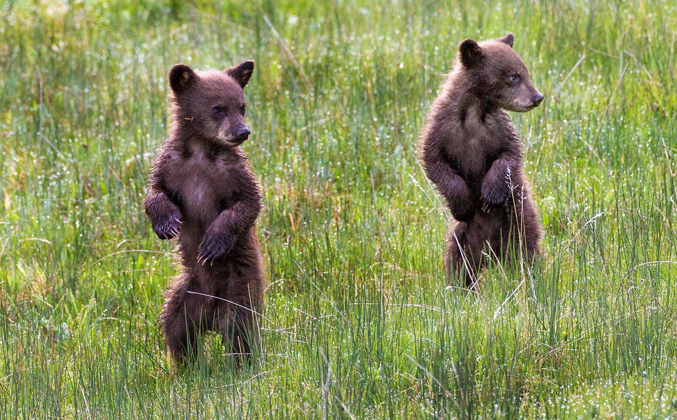 當(dāng)看到這些可愛的小熊照片時(shí)，你的心一定被它們的模樣給萌化了吧！