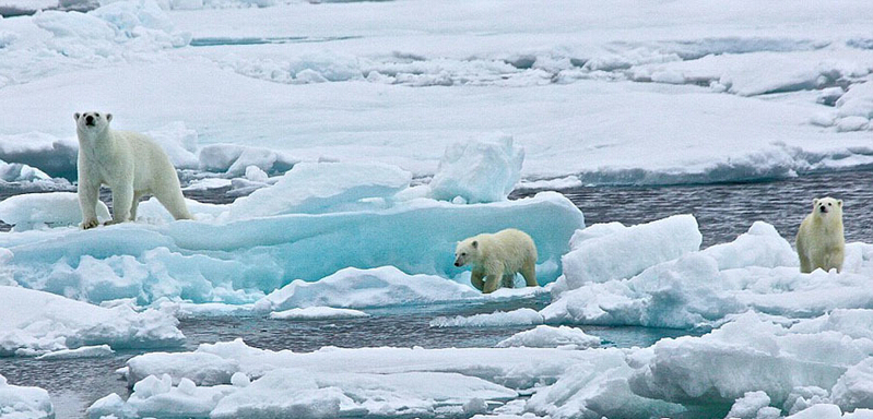 北極熊寶寶起來后看見有攝像機(jī)，便好奇地盯住娜塔西亞手中的機(jī)器。