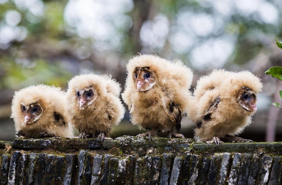 日前，九江市都昌縣蔡嶺鎮(zhèn)的曹女士上山采茶籽時，撿到5只可愛的雛鳥。經野保工作人員鑒定，這5只雛鳥為國家二級野生保護動物猴面鷹，目前已被送往鳥類保護組織進行救護。