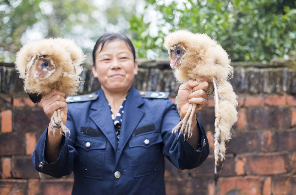 11月6日，記者聯(lián)系上都昌縣的村民危億玲，她是撿到雛鳥的曹女士的兒媳。她向記者介紹，稱他們家住在蔡嶺鎮(zhèn)北炎村港邊舍自然村，她婆婆11月4日下午上山采茶籽時，在樹下發(fā)現(xiàn)了5只可愛的雛鳥并帶回了家。