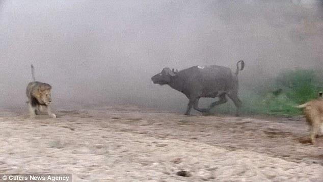 然后在獅群還在打架時悄悄地溜走了，留下一個瀟灑的背影。