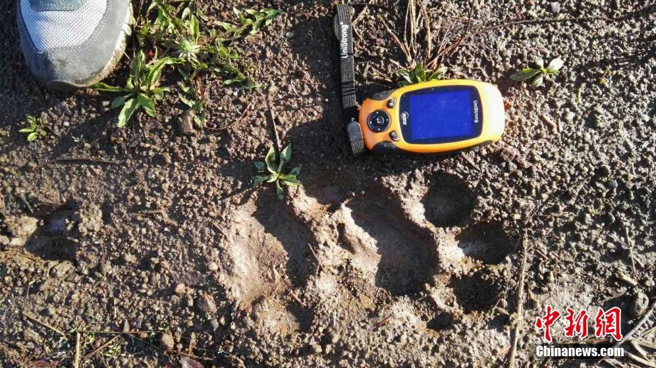 黑龍江老爺嶺保護(hù)區(qū)多次拍到野生東北虎、豹影像