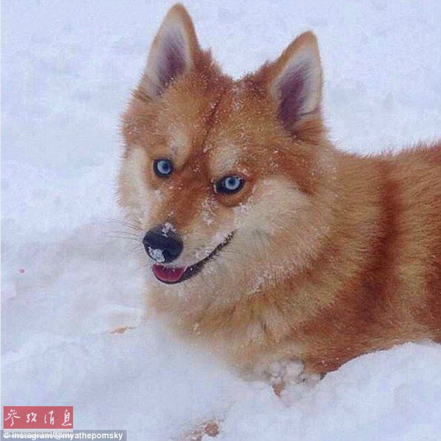 狐貍還是狗？藍(lán)眼睛萌寵走紅網(wǎng)絡(luò)