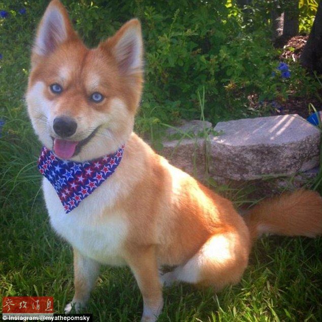 狐貍還是狗？藍(lán)眼睛萌寵走紅網(wǎng)絡(luò)