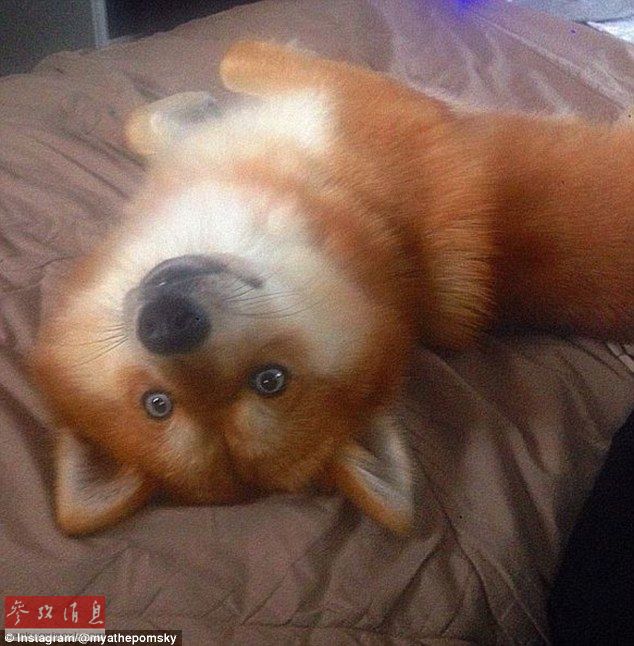 狐貍還是狗？藍(lán)眼睛萌寵走紅網(wǎng)絡(luò)