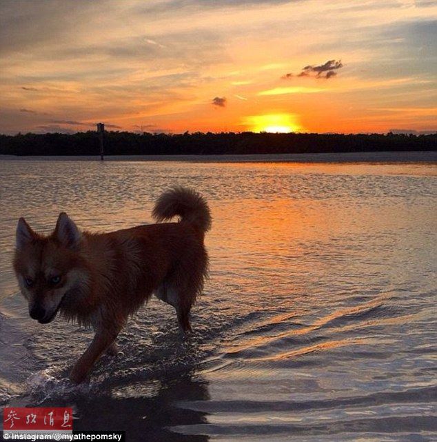 狐貍還是狗？藍(lán)眼睛萌寵走紅網(wǎng)絡(luò)