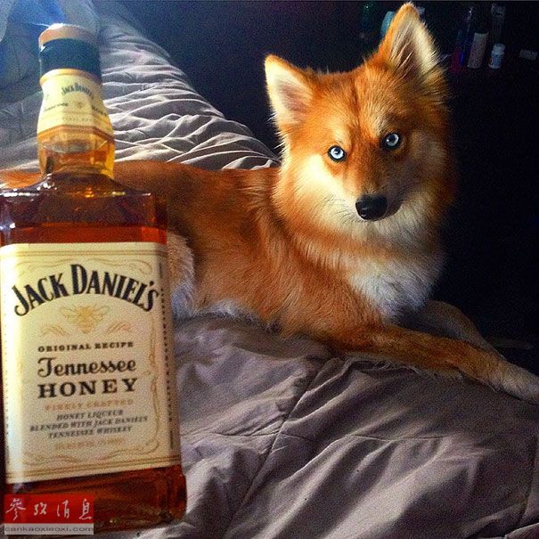 狐貍還是狗？藍(lán)眼睛萌寵走紅網(wǎng)絡(luò)