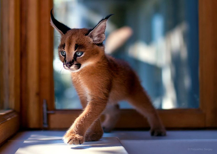 它們都是表情帝！一組不可思議的動物肖像