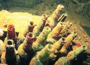 長滿水藻的日本清酒瓶。