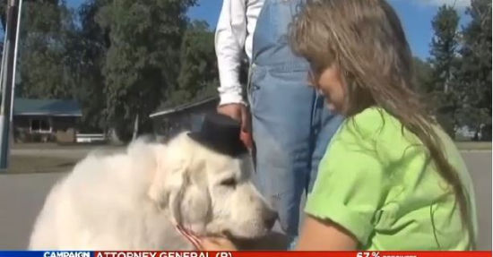 美國(guó)小鎮(zhèn)選可愛(ài)小狗當(dāng)鎮(zhèn)長(zhǎng)報(bào)酬為一年狗糧（圖）