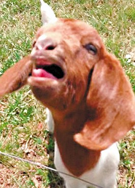 這只會(huì)說(shuō)話的小山羊不斷發(fā)出類似“What”的聲音。