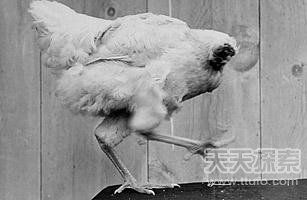 美國(guó)一公雞被砍頭后奇跡存活18個(gè)月(圖)