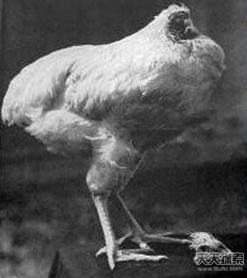 美國(guó)一公雞被砍頭后奇跡存活18個(gè)月(圖)