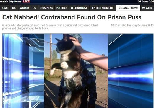 資料圖：2013年，俄羅斯獄警也曾抓獲身負(fù)手機(jī)和充電寶的貓，它本想混進(jìn)俄羅斯科密地區(qū)一座監(jiān)獄
