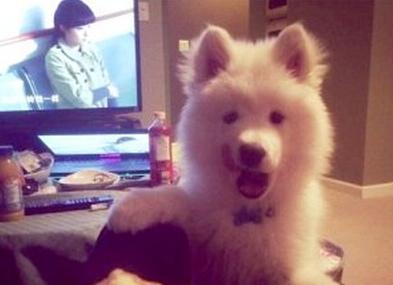 已經(jīng)被他人領(lǐng)養(yǎng)的Bosco。（加拿大《世界日?qǐng)?bào)》援引CBC）