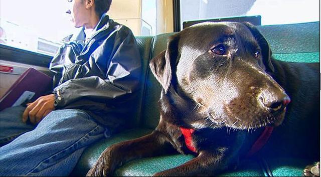 伊柯麗斯(Eclipse)搭乘公車(chē)。