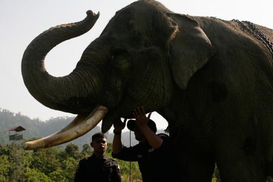 圖為大象巡邏隊里的大象。來源：法新社。