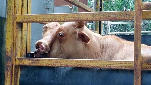 雙面變異牛誕生引圍觀