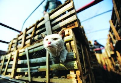 貨車上被販運(yùn)的貓。 記者陳亮 攝