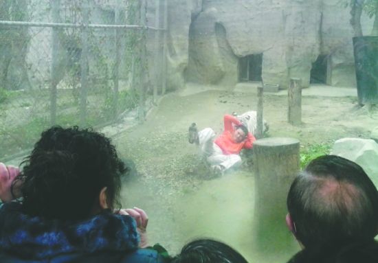 昨日，成都動物園，男子進入白虎活動區(qū)后被白虎拖行。動物園出動50多人成功營救下他