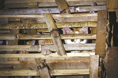 浙江動保人士高速攔車救貓 假稱出車禍叫來民警 浙江動保人士高速攔車救貓 假稱出車禍叫來民警