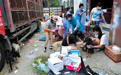 昨日下午，志愿者對(duì)攔截下來的狗逐一檢查，分類進(jìn)行管理。新京報(bào)記者 吳江 攝