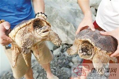 楊先生買來(lái)的鱷龜有很強(qiáng)的攻擊性。見習(xí)記者 雷鍵 攝