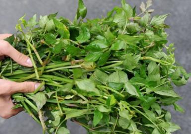 四川多個(gè)景區(qū)農(nóng)家樂賣不明野菜 野芹毒芹分不清