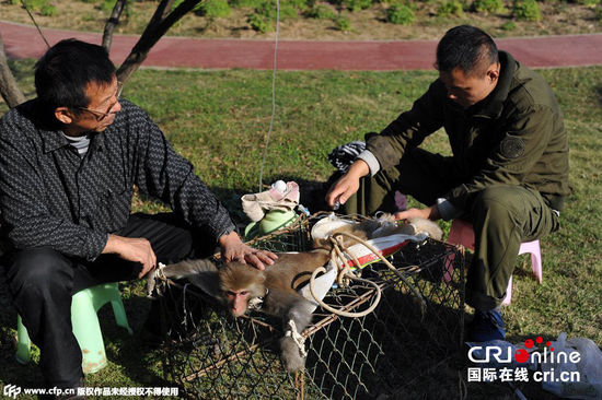 武漢猴島猴子腹瀉被