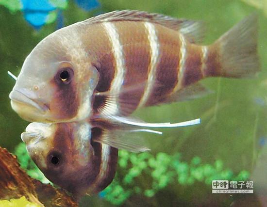 這對連體魚上面的哥哥體型較大，約是下面弟弟的2倍