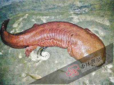 巫山抱龍鎮(zhèn)的超級(jí)娃娃魚(yú)。