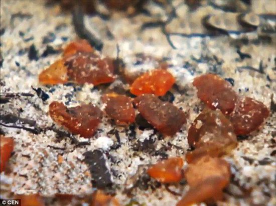 波羅的海的一場暴風(fēng)雨將琥珀卷到了岸上，這里包攬了全球90%的琥珀產(chǎn)量。