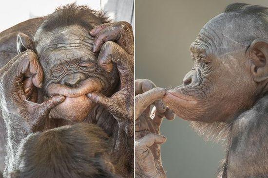 黑猩猩擺各種姿勢拍照。