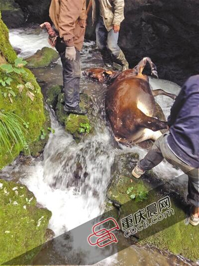 黃牛掉到懸崖下的小溪中。