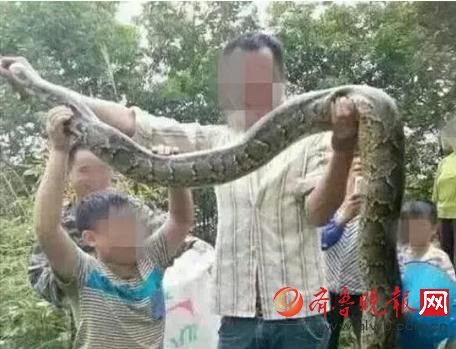 膽真大！男子抓野生大蟒燉湯 蟒蛇屬國家一級保護(hù)動物(圖)